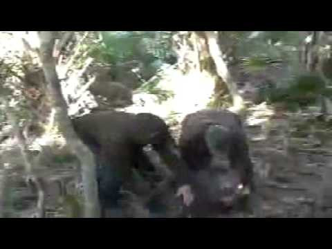 Little late on the edit and it's really hard to vid when you're playing Rambo in the woods after these pigs, but did get some stuff that only rookies would do.