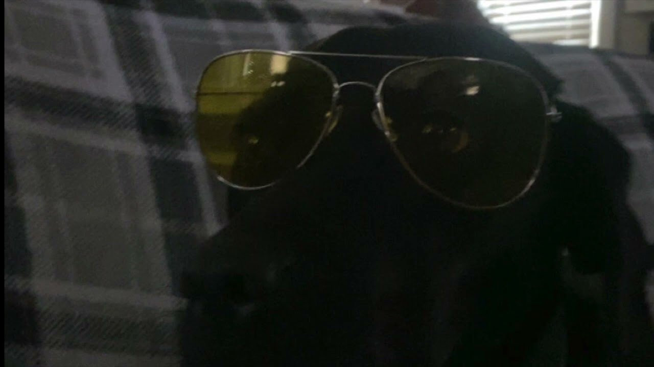 track i composed featuring #jerrytheking and #jimross commentating about #trishstratus i named this track after my roommates dog, Marley.<br />#hiphop #rap #music #marley #boombap #wwe #wwf