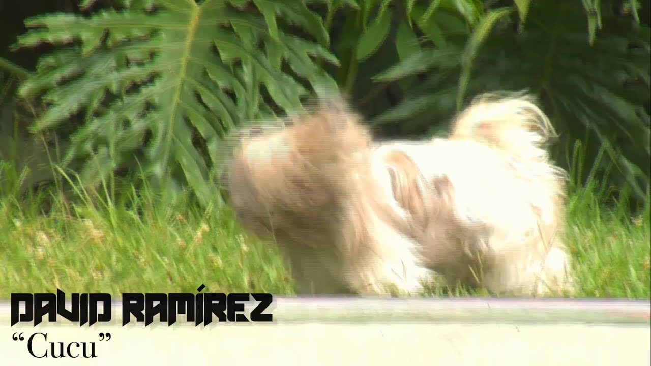 David Ramirez es un patinador de Medellin, Colombia, que se une a las filas de Border Skateboards, en donde demuestra su gran talento, bienvenido.