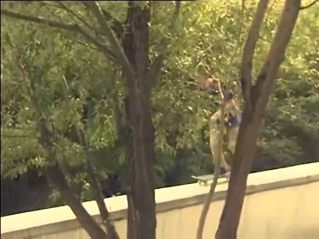 Landscape Skateboards in Paris. A promo by Alan Glass. (2006) Featuring Soy Panday, Daniel 'Snowy' Kinloch, Joleon Pressey, Rory Milanes and Mark Foster