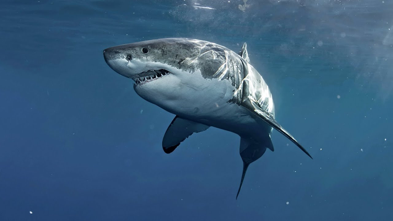 Watch a carefully curated compilation of outstanding photos of sharks in their natural environment: the oceans of the world.<br /><br />Did you know that the largest shark ever found was a whale shark measuring 41.5 feet (12.6 meters)?<br /><br />Sharks are between 425 and 455 million years old and, contrary to popular opinion, they are not mammals. They are fish, and there are roughly 500 species of them.<br /><br />Also, swimmers and surfers are not sharks' favorite meals. They prefer sea lions, sea turtles, fish, whales, and seals.<br /><br />These incredible predators enjoy hunting in the evening and at night and are older than dinousars, that is, between 425 and 455 million years old.<br /><br />Equipped with seven senses, sharks have a 360-degree vision and can detect a blood drop in an Olympic pool.<br /><br />The "sea dogs," as they were once called, have their most popular representative in the great white, a species that has been protected in South Africa since 1991.<br /><br />Enjoy these stunning shark photos and make sure to contribute to their preservation. After all, the ocean is their home - not ours.<br /><br />Would you like to learn more about the marine apex predator?<br /><br />Learn the 53 most surprising facts about sharks:<br />https://www.surfertoday.com/environment/the-most-surprising-facts-about-sharks<br /><br />Photos licensed via Shutterstock.