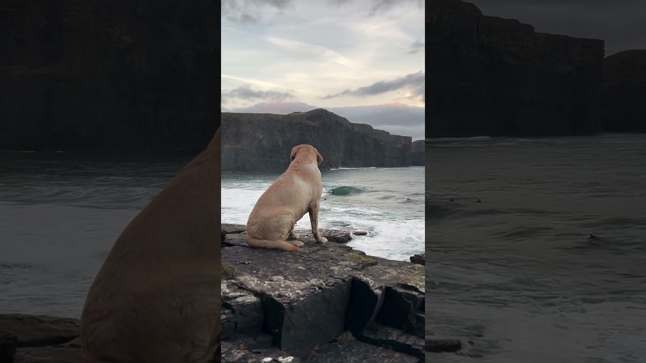 Quick surf pooch appreciation post