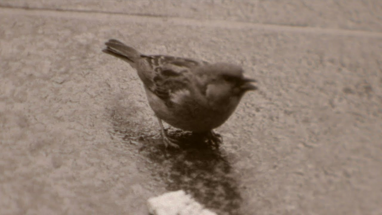 Andrew Meyer presents "Unusual Birds," a video out of Philadelphia filmed between<br /><br />Featuring <br /><br />Subscribe to Skate Jawn: https://webstore.skatejawn.com/<br />More content: http://skatejawn.com<br />IG: https://www.instagram.com/skatejawn/<br />More videos: https://www.youtube.com/skatejawn