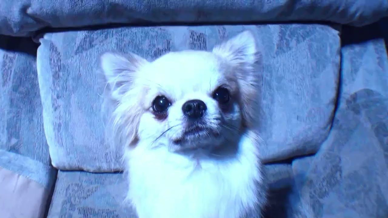 Enjoy the videos and music you love, upload original content, and share it all with friends, family, and the world on YouTube.