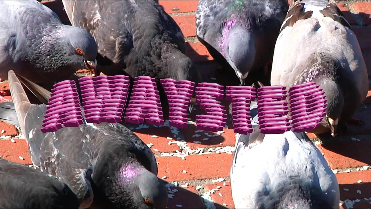 Coming February 9th, 2026, Awaysted presents “Into Otherness”, a new SF based video starring Nate Guest, Myles Tussey, and Blake Norris<br /><br />See video premiere showings below...<br /><br />San Francisco: FTC Skateshop Premiere - February 5th, 2026 @ 6PM<br />Nara, Japan: Powerbomb Skatepark Premiere - February 6th, 2026 @ 6PM<br />Online: YouTube Premiere - February 9th, 2026 @ 9AM<br /><br />Subscribe to our channel and keep up with Awaysted here:<br />https://www.awaysted.com/