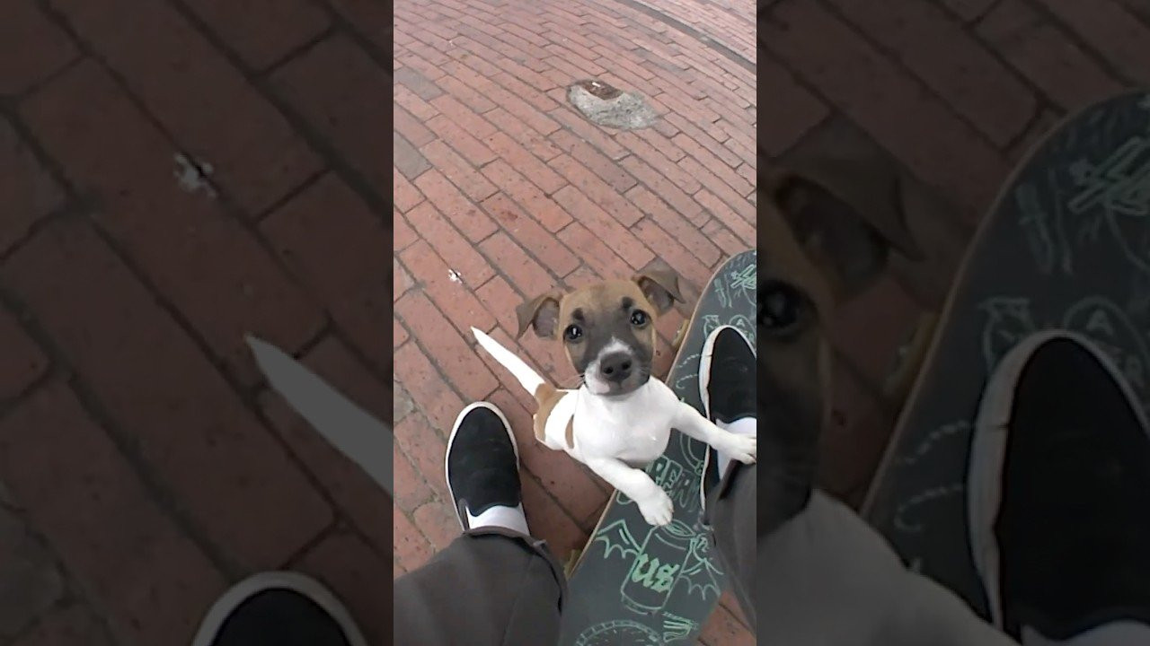 Subscribe: https://www.youtube.com/c/CreatureFiends<br /><br /><br />LURK WITH US:<br />https://www.youtube.com/c/CreatureFiends<br />https://instagram.com/creaturefiends/ <br />https://www.tiktok.com/@creaturefiends<br />https://www.facebook.com/CreatureSkat...<br />Shop: https://nhsskatedirect.com/pages/creature-skateboards<br /><br /><br />#CreatureSkateboards #Skateboarding #CreachTube