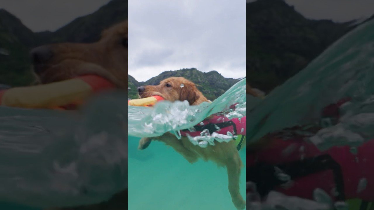 The best pet life jacket is one that doesn't feel like it's being worn. The Body Glove Neoprene Pet Life Vest is made to form to your pet's body and provide comfort while keeping your best friend afloat.