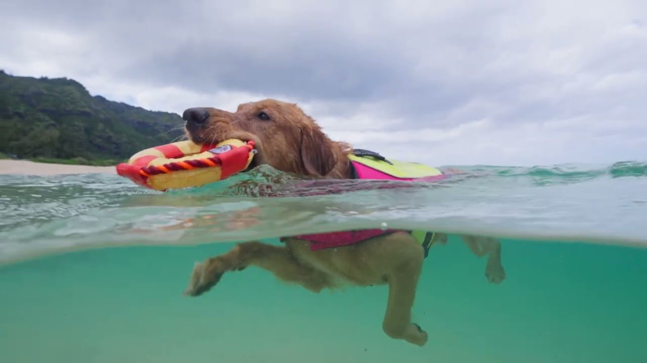 The best pet life jacket is one that doesn't feel like it's being worn. The Body Glove Neoprene Pet Life Vest is made to form to your pet's body and provide comfort while keeping your best friend afloat.