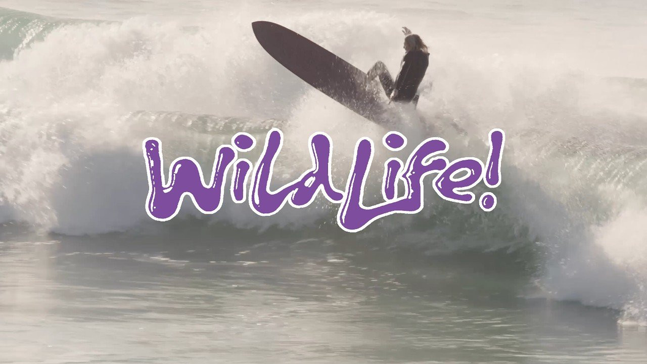Wild Life is a surfing film by Wild Things featuring Kai Ellice-Flint, Ellis Ericson, Jaleesa Vincent,Will Jones, Tamzen Bienefelt, Madi Farrelly, Andy Findlay, Jack Lynch, Sarah Tanooki, Myles Doughman and Nick Melanson.<br /> <br />The plan was simple—post up at a beachbreak somewhere and see how hard we could push the boards. There were fresh models from Gato Herói, BMT, and Ellis Ericson to test. A loose crew of Wild Things friends and family floated down the coast before we had any idea where we were staying. Improvisation is often rewarded! Somehow we found an old red-brick castle perched up high on the dunes, in front of a pumping A-frame peak. <br /><br />- Produced by<br />Wild Things (https://www.instagram.com/wildthingsgallery/)<br /><br />- Filmed by<br />Georde Grigor (https://www.instagram.com/grigs_/)<br />Clementine Bourke (https://www.instagram.com/clementinebourke/)<br /><br />- Edited by <br />MALLMIC (https://www.instagram.com/mallmic/)<br /><br />- Surfers<br />Kai Ellice-Flint (https://www.instagram.com/kaielliceflint/)<br />Ellis Ericson (https://www.instagram.com/ellisericson/)<br />Jaleesa Vincent (https://www.instagram.com/jaleesavincent/)<br />Will Jones (https://www.instagram.com/willjonees/)<br />Tamzen Bienefelt (https://www.instagram.com/i_love.dolphins/)<br />Madi Farrelly<br />Andy Findlay<br />Jack Lynch (https://www.instagram.com/jack_lynch/)<br />Sarah Tanooki (https://www.instagram.com/sarahtanooki/)<br />Myles Doughman (https://www.instagram.com/mylesdoughman/)<br />Nick Melanson (https://www.instagram.com/nickmelanson/)<br /><br />- Music<br />“Animals” by Mini Skirt (https://www.instagram.com/miniskirt666/)<br />“Spring drills” by Solo Career (https://www.instagram.com/solo.career/)<br />“Harmless Activity” by R.M.F.C (https://www.instagram.com/r.m.f.c.fanclub/)<br /><br />- Location<br />Australia<br /><br />- About Wild Things @wildthings_gallery <br />Wild Things is a proudly Australian, surfer-owned brand based in Byron Bay, NSW. It is an extremely diverse company—Wild Things is a surf hardware brand (huge range of fins, clothing and accessories), an alternative boardstore with 100+ boards in stock, and the trusted Australian distributor for Gato Herói, CREME, Lovemachine, Brown Microwave Television, True Ames, Octopus and Magma Wetsuits. <br /><br />The Wild Things fin team features some of Australia's best and most creative free-surfers, including Creed McTaggart, Chippa Wilson, Dion Agius and Jaleesa Vincent. Wild Things has a wealth of experience in the industry, with a huge offering of alternative surf fins including signature ranges from Kai Ellice-Flint and the Fitz brothers. There are single fins, twins, twinzers, thrusters, 2+1s and quads in all colours of the rainbow. <br /><br /><br />#surfing #australia #wildthings<br /><br />*****<br />🔗Follow us on<br />- Instagram: https://www.instagram.com/nobody_surf/<br />- Website: https://nobodysurf.com<br />- iOS App: https://apps.apple.com/us/app/id1146730002<br /><br />*****<br />NobodySurf / REBLUE Inc. has the official rights to distribute this video on YouTube.<br />For inquiries, please get in touch with info@nobodysurf.com<br /><br />© 2015 - 2026 NobodySurf / REBLUE Inc. All Rights Reserved.