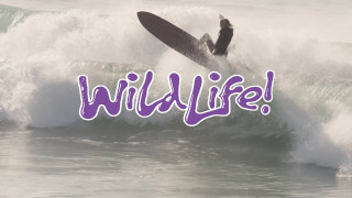 Wild Life