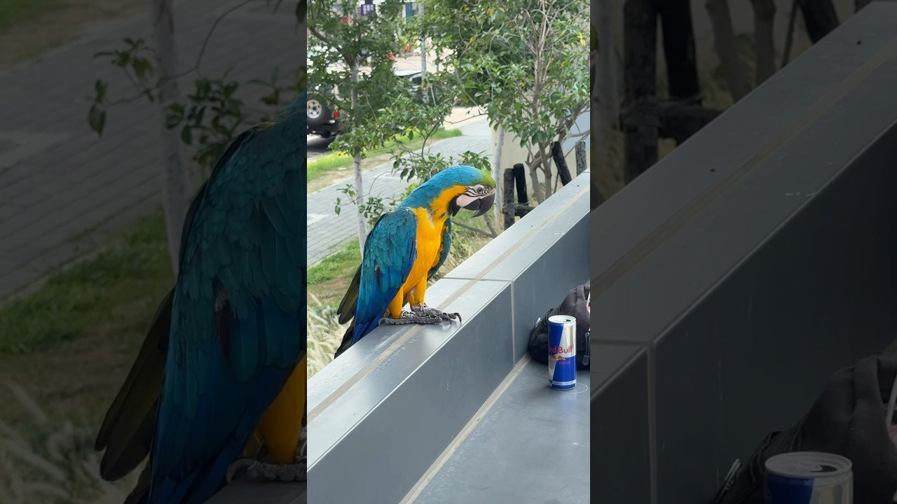 🔥 lineup just got heavier <br /><br />@tjrogers is joining the squad for red bull spot check: taipei this saturday april 25 <br />pull up skate the city with @yutohorigome @jamie_foy @zionwright @ryandecenzo @shecks @toreypudwill @gustavoribeiro & @chlo_the_flo <br /><br />一天一個大神，今天是來自日本的奧運金牌<br />所以..不用多說吧 建議你 4月25日 要來現場<br /><br />#redbullspotcheck