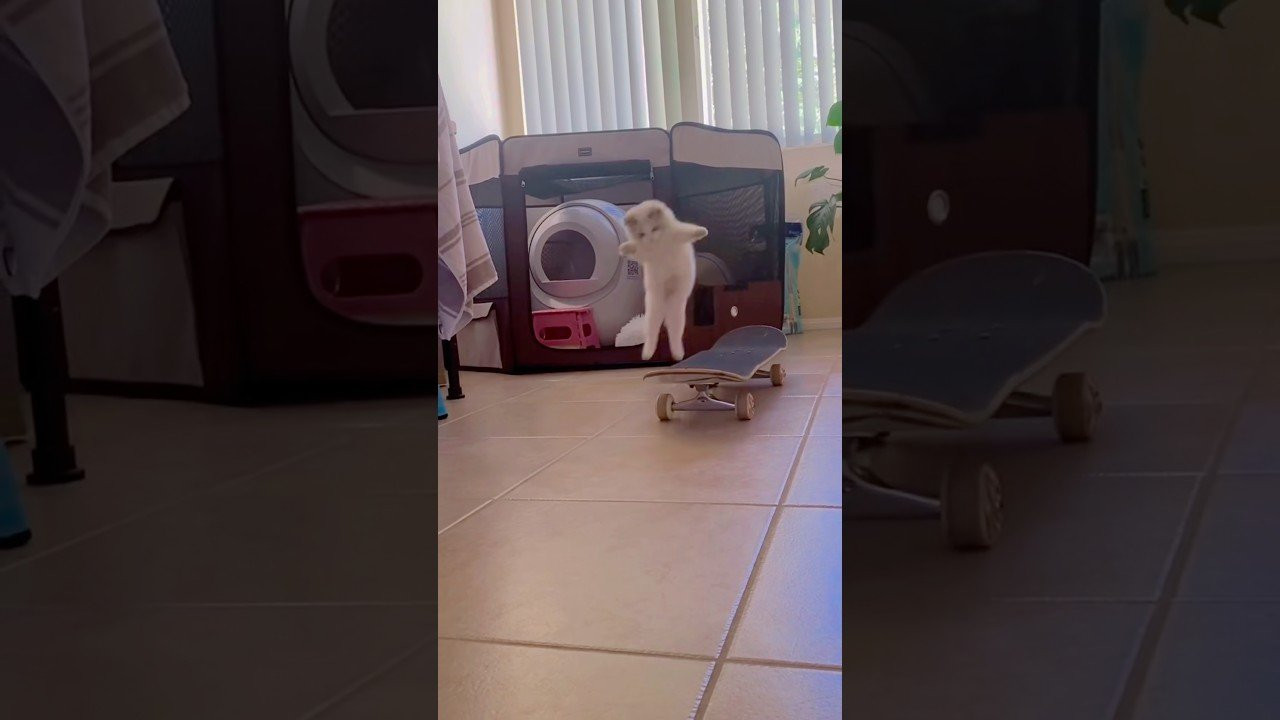 Follow em for more 👉 https://www.instagram.com/pukakittycat?igsh=NTc4MTIwNjQ2YQ==