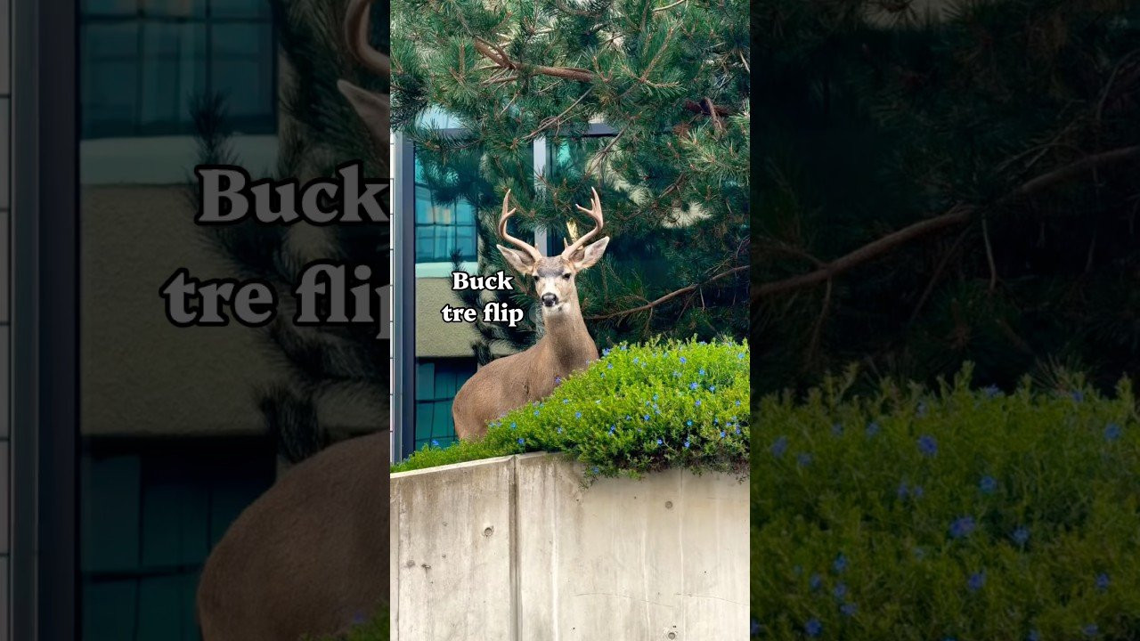 📝 Deer skaters, Got any more good puns? 🤷🏻‍♂️😂<br /><br />Follow em 👉 https://www.instagram.com/codyliveshislife?igsi=dG9ub3dkc3FiMzJh